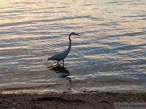 A crane in the bay gif